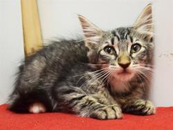 Shelter Stray Female Cat last seen BRADSHAW RD/GOETHE RD, 95827, 3839 Bradshaw Rd, Sacramento, CA 95827, USA