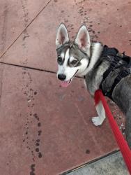 Reunited Male Dog last seen Near W Ball Rd, Anaheim, CA 92804, USA, Anaheim, CA 92804