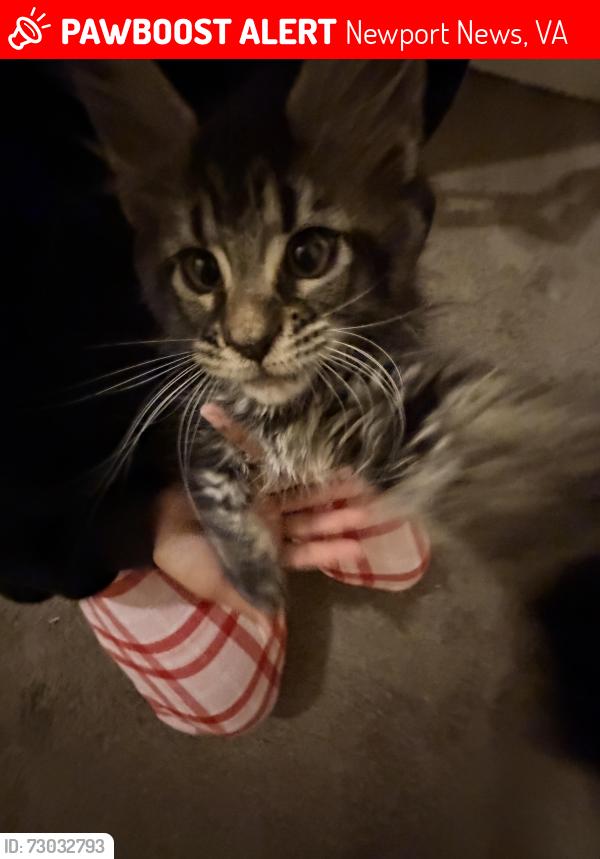 Lost Female Cat last seen Across from warwick forest , Newport News, VA 23602