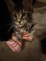 Lost Female Cat last seen Across from warwick forest , Newport News, VA 23602
