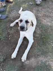 Found/Stray Male Dog last seen Mariposa Rd and Jack Tone Rd, San Joaquin County, CA 95215