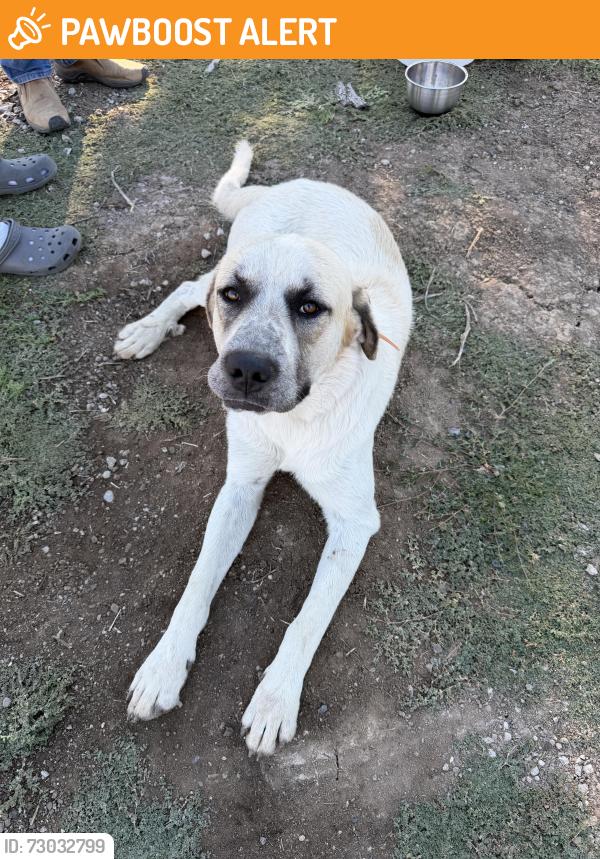 Found/Stray Male Dog last seen Mariposa Rd and Jack Tone Rd, San Joaquin County, CA 95215