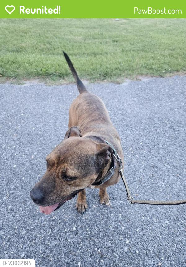 Reunited Male Dog last seen Severn elementary School , Severn, MD 21144