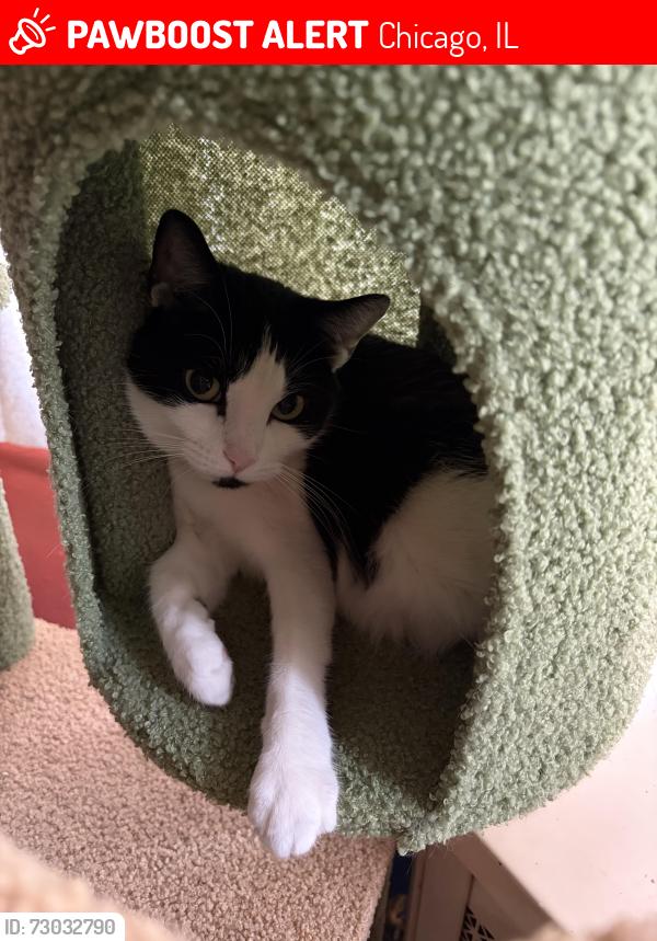 Lost Female Cat last seen Near W 55th St, Chicago, IL 60629