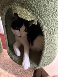 Lost Female Cat last seen Near W 55th St, Chicago, IL 60629