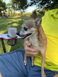 Found/Stray Male Dog last seen Lakeview and Rolling Meadow, Newalla, OK 74857