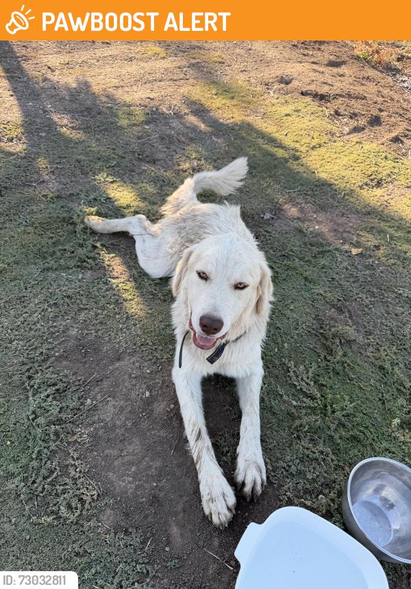 Found/Stray Female Dog last seen Mariposa Rd. and Jack Tone Rd, San Joaquin County, CA 95215