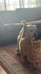 Lost Male Cat last seen Lilac rd, Valley Center, CA 92082
