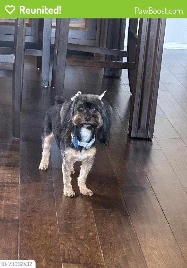 Reunited Female Dog last seen Silo, Arlington, TX 76018