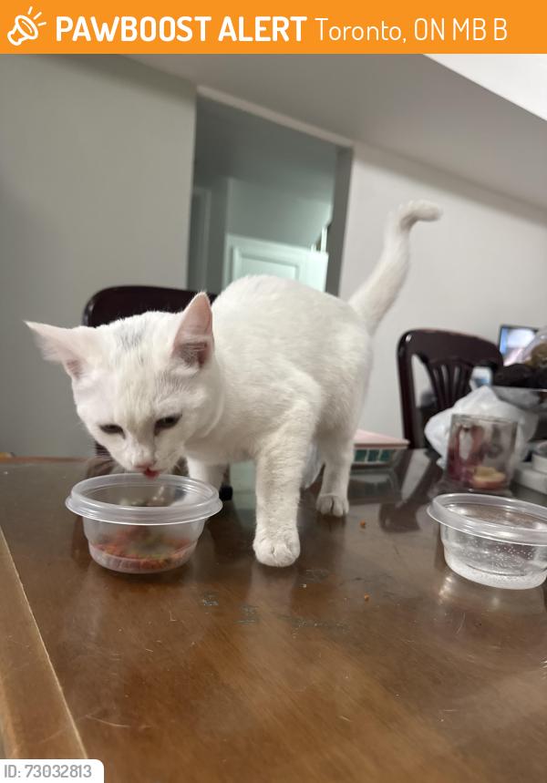 Found/Stray Female Cat last seen Caledonia and Lawerence no, Toronto, ON M6B 2B5