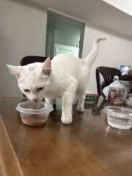 Found/Stray Female Cat last seen Caledonia and Lawerence no, Toronto, ON M6B 2B5