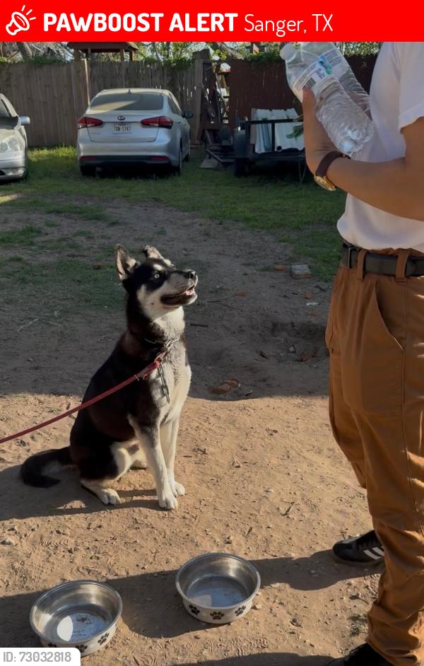 Lost Male Dog last seen Metz rd, and paradise lane, Sanger, TX 76266
