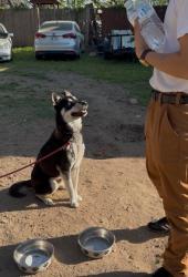 Lost Male Dog last seen Metz rd, and paradise lane, Sanger, TX 76266