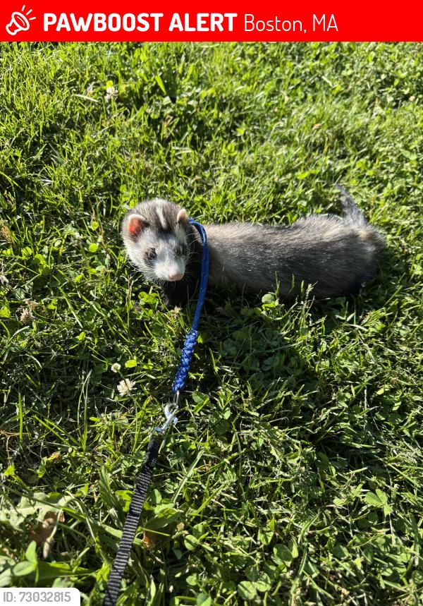 Lost Male Ferret last seen Camp Meigs, Boston, MA 02136