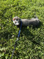 Lost Male Ferret last seen Camp Meigs, Boston, MA 02136