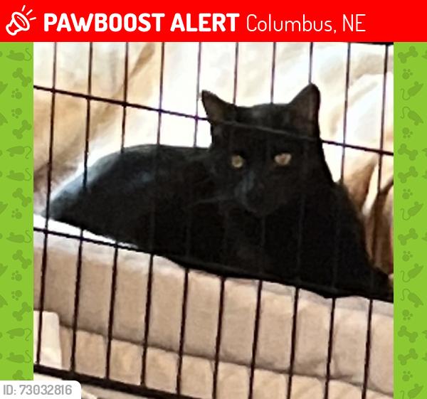 Lost Male Cat last seen Cherokee Avenue, Columbus, NE 68601