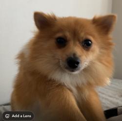 Lost Female Dog last seen N/A, Milwaukee, WI 53218