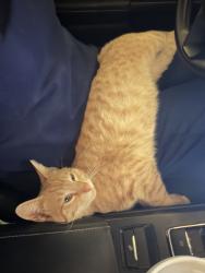 Lost Male Cat last seen Camp Bowie, Ridglea , Fort Worth, TX 76116