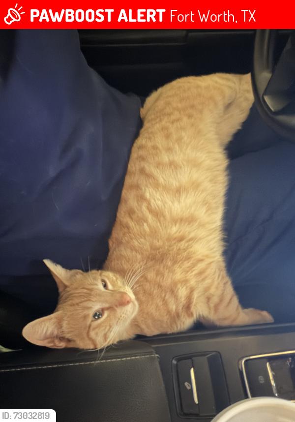 Lost Male Cat last seen Camp Bowie, Ridglea , Fort Worth, TX 76116