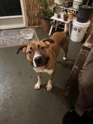 Found/Stray Male Dog last seen Signal Pointe apmt Complex, intersection of semoran and Howell branch, Winter Park, FL 32792