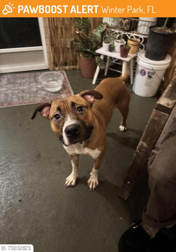 Found/Stray Male Dog last seen Signal Pointe apmt Complex, intersection of semoran and Howell branch, Winter Park, FL 32792