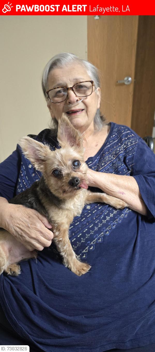 Lost Male Dog last seen Lafitte landing , Lafayette, LA 70508