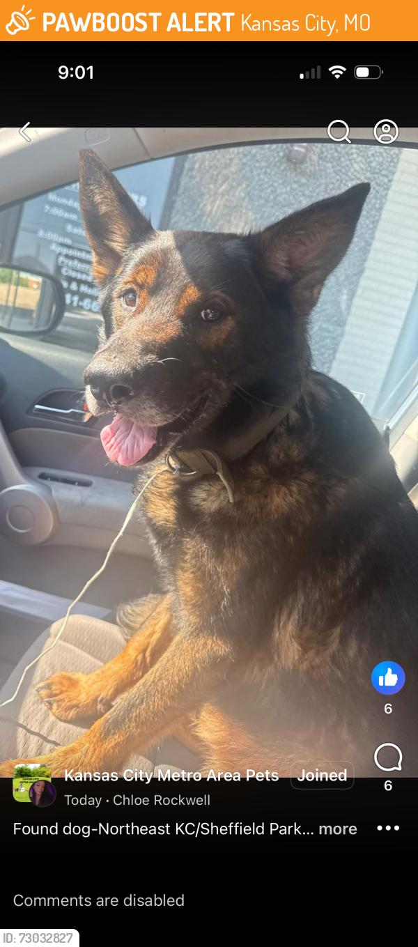 Found/Stray Male Dog last seen Kc Sheffield, Kansas City, MO 64125