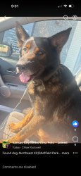 Found/Stray Male Dog last seen Kc Sheffield, Kansas City, MO 64125