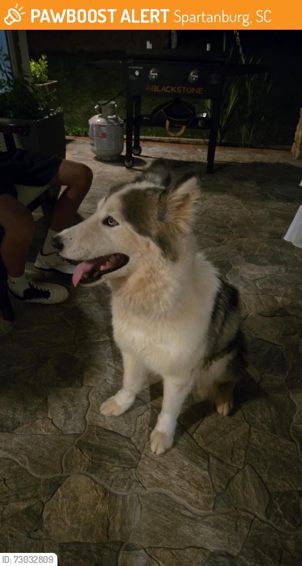 Found/Stray Unknown Dog last seen Near Westgate mall in spartanburg SC., Spartanburg, SC 29301