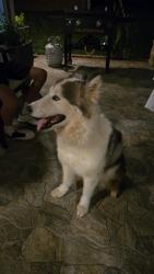 Found/Stray Unknown Dog last seen Near Westgate mall in spartanburg SC., Spartanburg, SC 29301