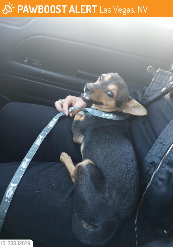 Found/Stray Female Dog last seen W Flamingo Rd and Wynn Rd/Arville St. , Las Vegas, NV 89103