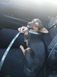 Found/Stray Female Dog last seen W Flamingo Rd and Wynn Rd/Arville St. , Las Vegas, NV 89103