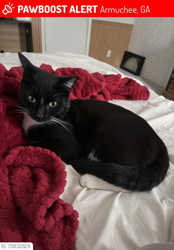 Lost Male Cat last seen Turkey mountain rd, Armuchee, GA 30105
