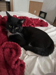 Lost Male Cat last seen Turkey mountain rd, Armuchee, GA 30105