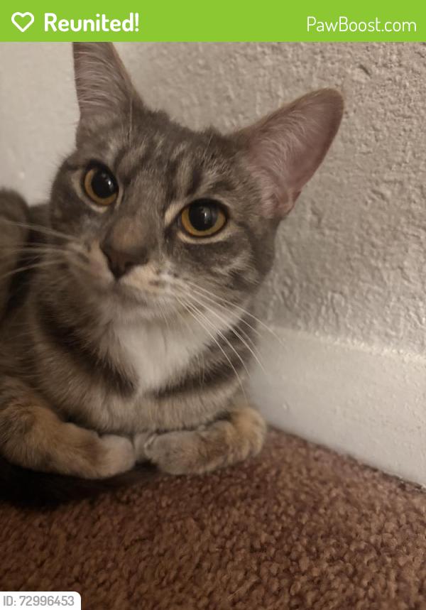 Reunited Female Cat last seen Near n liberty st , Boise, ID 83704