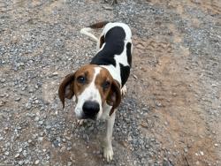 Found/Stray Female Dog last seen Elmer Lambert and Ild Piney, Maryville, TN 37803