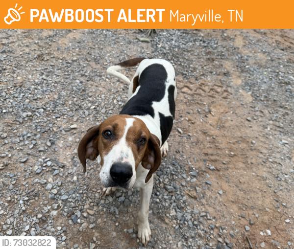 Found/Stray Female Dog last seen Elmer Lambert and Ild Piney, Maryville, TN 37803