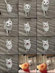 Reunited Male Cat last seen Bellflower, CA 90706, USA, Bellflower, CA 90706