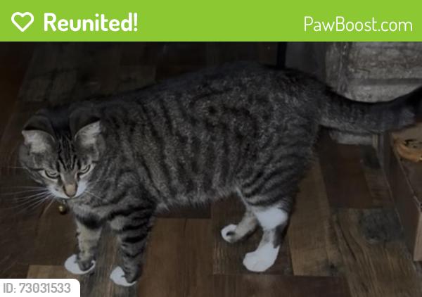 Reunited Female Cat last seen Westbourne , Cincinnati, OH 45248