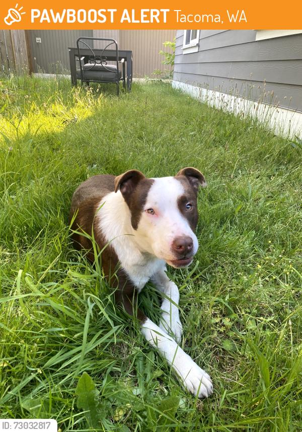 Found/Stray Male Dog last seen Near Pacfic Lutheran University on Park Ave, Tacoma, WA 98444