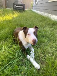 Found/Stray Male Dog last seen Near Pacfic Lutheran University on Park Ave, Tacoma, WA 98444