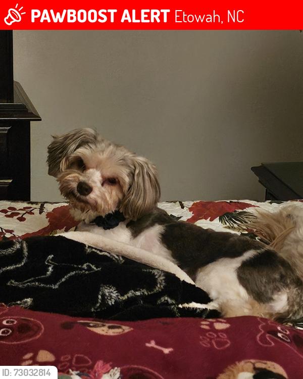 Lost Female Dog last seen Sunset Ridge Drive /Turnpike Rd/ Brickyard Rd, Etowah, NC 28729