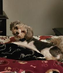 Lost Female Dog last seen Sunset Ridge Drive /Turnpike Rd/ Brickyard Rd, Etowah, NC 28729