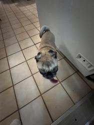 Reunited Female Dog last seen E Yale Dr & Country Club Way, Tempe, AZ 85283