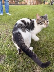 Found/Stray Male Cat last seen Kingsbury, Winnipeg, MB R2P