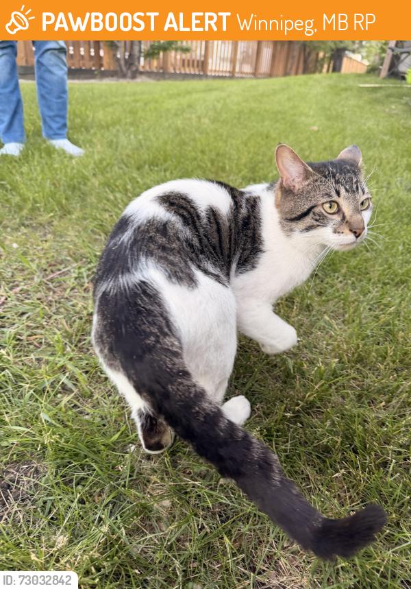 Found/Stray Male Cat last seen Kingsbury, Winnipeg, MB R2P