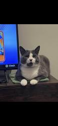 Reunited Male Cat last seen Broad St and E Philadelphia, York, PA 17403