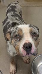 Shelter Stray Male Dog last seen Near Ridgeview St - By ENV CODE, 75149, TX, 1650 Gross Rd, Mesquite, TX 75149, USA