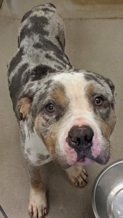 Shelter Stray Male Dog last seen Near Ridgeview St - By ENV CODE, 75149, TX, 1650 Gross Rd, Mesquite, TX 75149, USA
