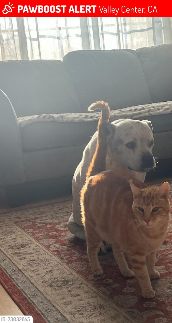 Lost Male Cat last seen Lilac valley center , Valley Center, CA 92082